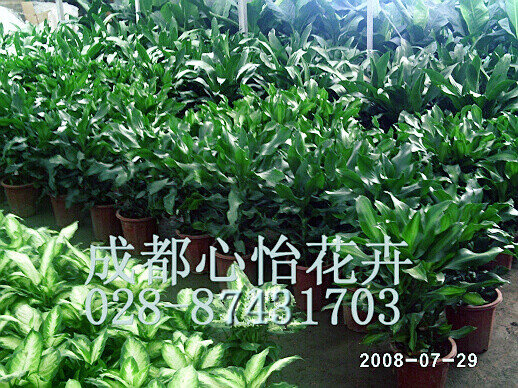 成都绿植租赁成品